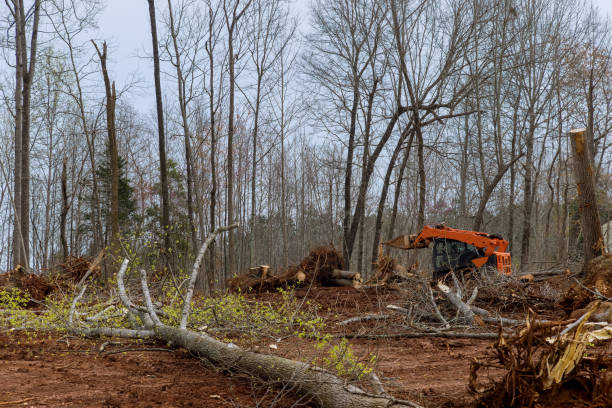 Tree and Shrub Care in Orlovista, FL