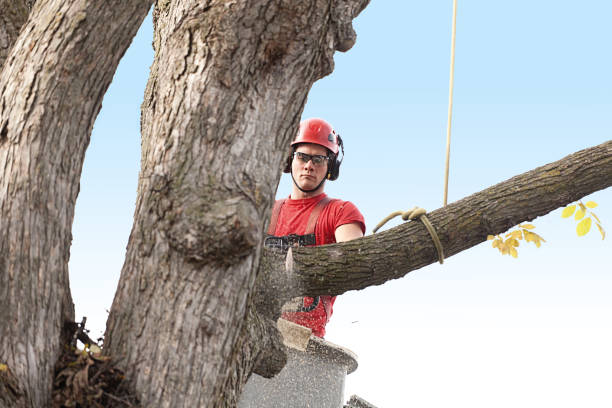 How Our Tree Care Process Works  in  Orlovista, FL